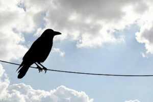 Gratitude for your existence